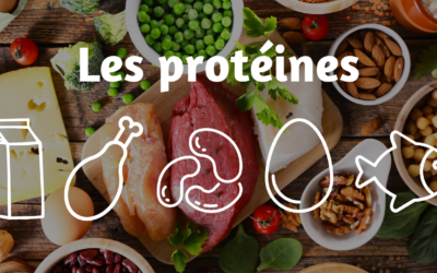 À quoi servent les protéines ?